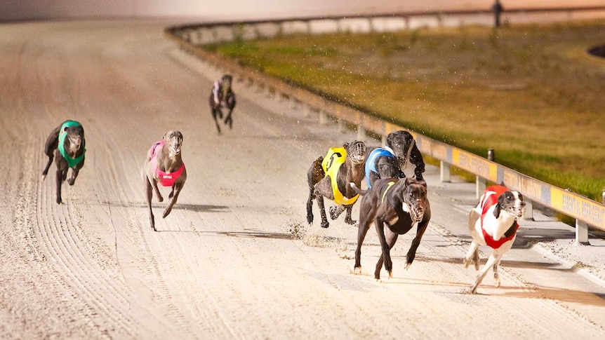 Eight greyhounds race down a sand track at Cannington.