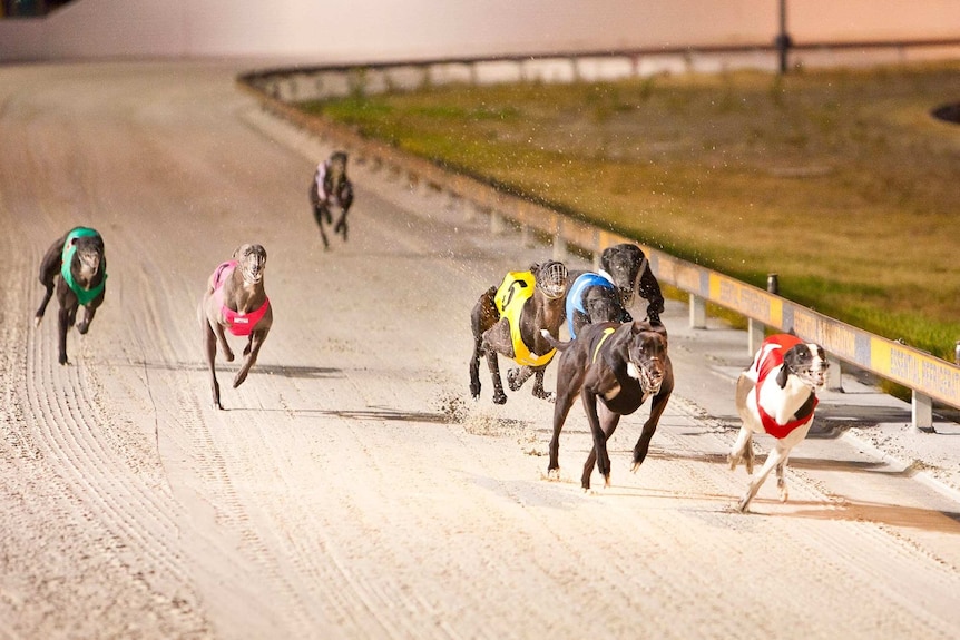Eight greyhounds race down a sand track at Cannington.