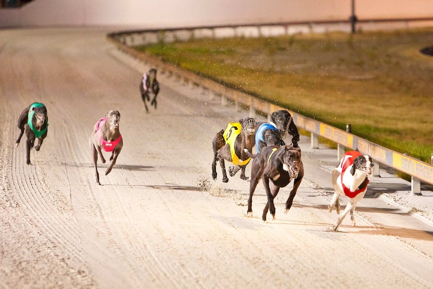 Eight greyhounds race down a sand track.