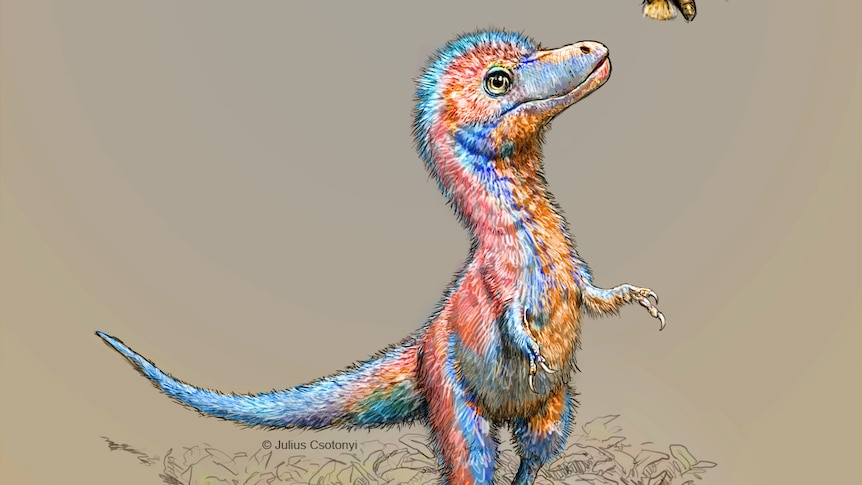 A baby tyrannosaur from the Cretaceous Period of North America, based on partial fossils unearthed in the US state of Montana
