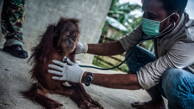 A baby orangutan receives treatment