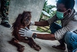A baby orangutan has a stethoscope held up to its chest.
