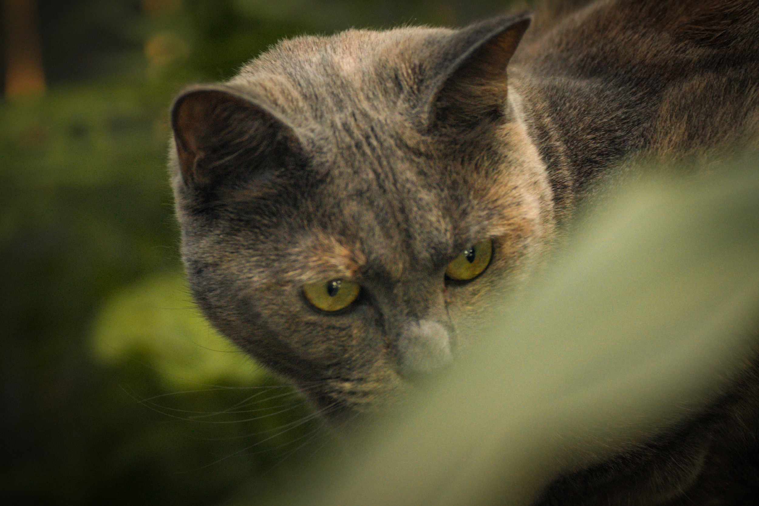 Did you know that cat bites or scratches can be deadly?