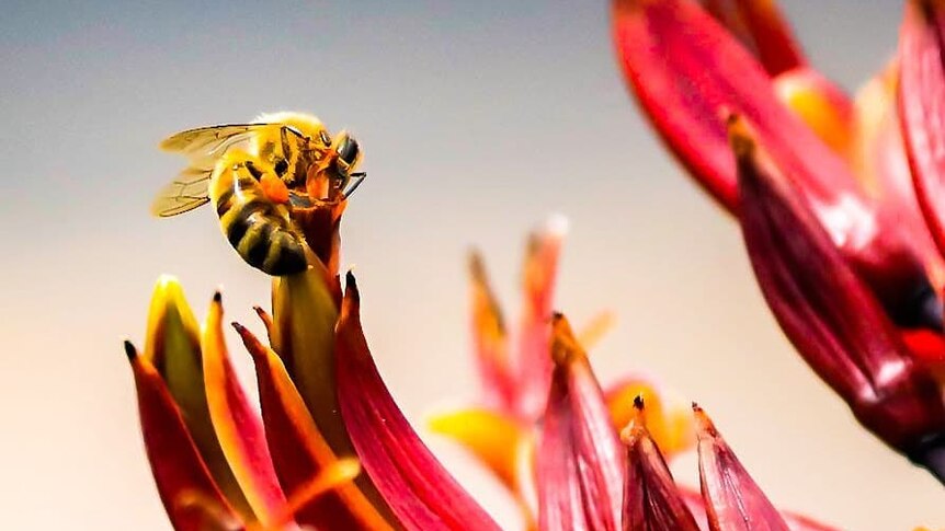 A bee sits on a red flower.