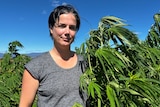 A dakr-haired woman looking into the camera standing next to a hemp plant