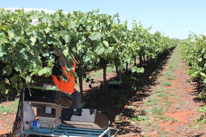 Workers are busy with select picking at Ti Tree now as harvest gets underway