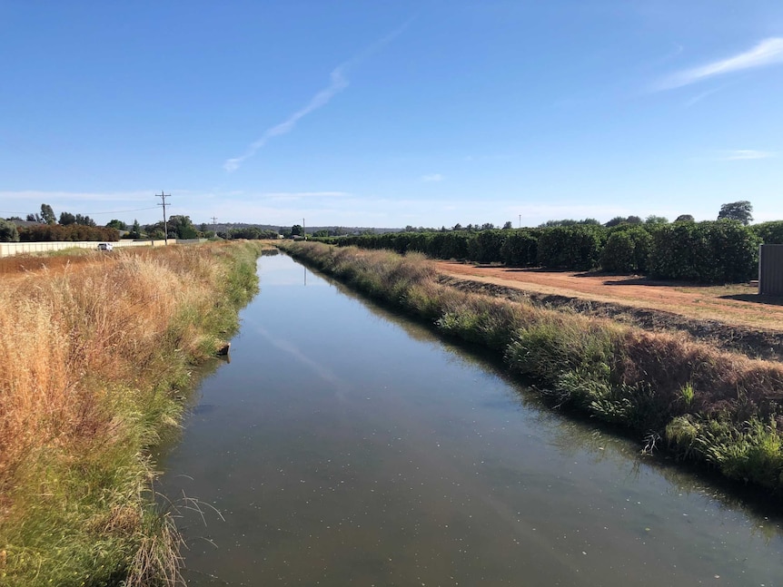 An irrigation channel, about half full, bordered by reedy banks in a rural area.