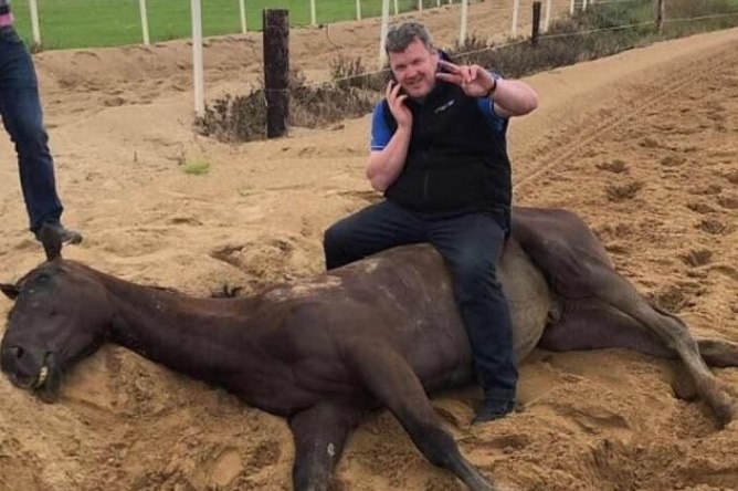 Gordon Elliott sits on a horse, that is lying on its side, on the phone, holding his left hand up in the peace sign