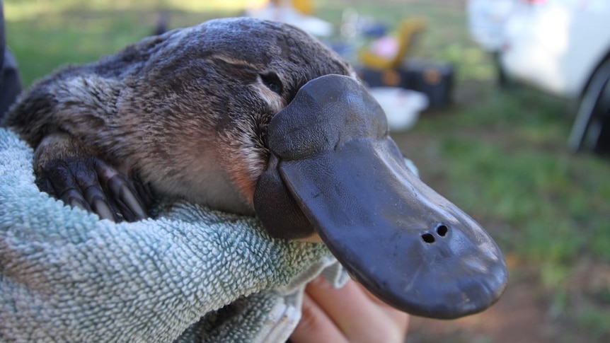 A platypus being held in a towel by a scientist