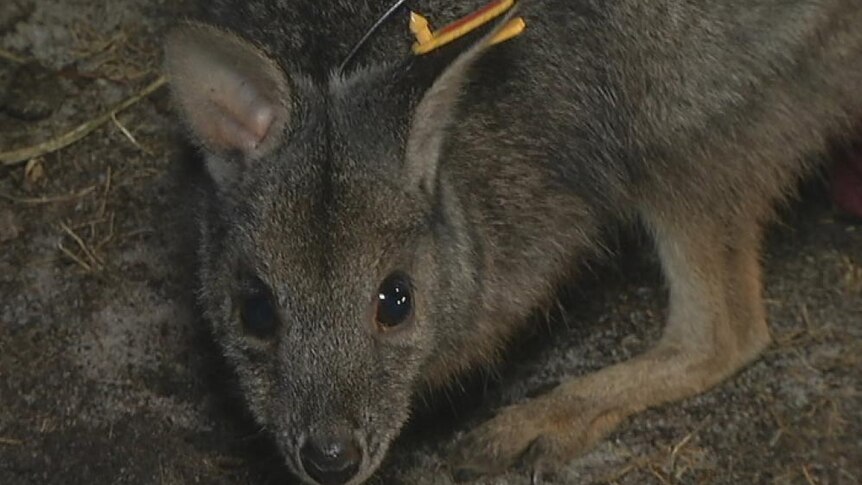 Tagged tammar wallaby released at Whiteman Park in WA