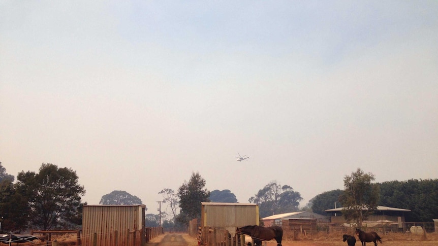 Smoke haze blankets Edgar's Mission animal sanctuary