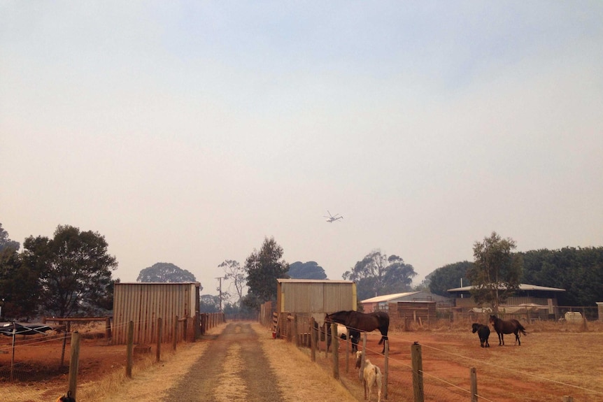 Smoke haze blankets Edgar's Mission animal sanctuary