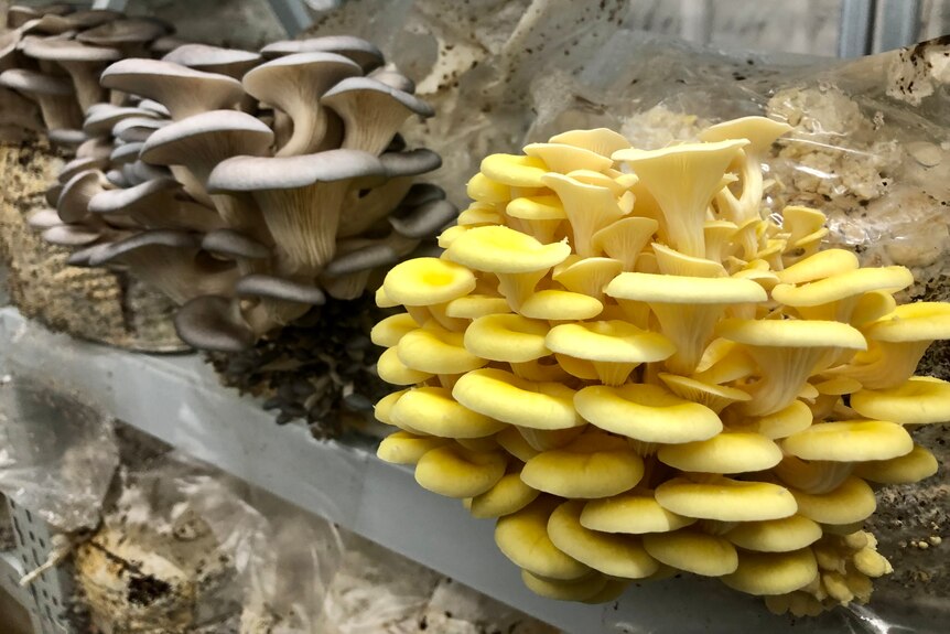 Beautiful yellow and grey oyster mushrooms growing from bags.