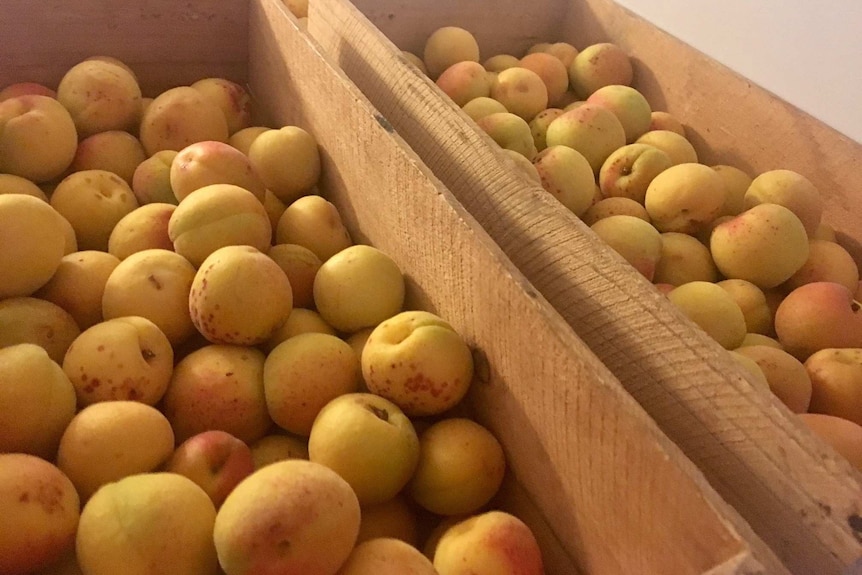 Taralee Orchard's apricots