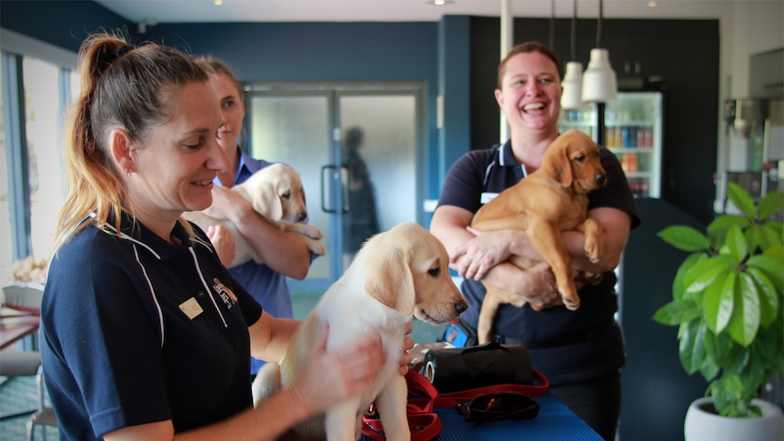 Guide dogs get cuddled and stand on a table with handlers from Guide Dogs NSW/ACT.