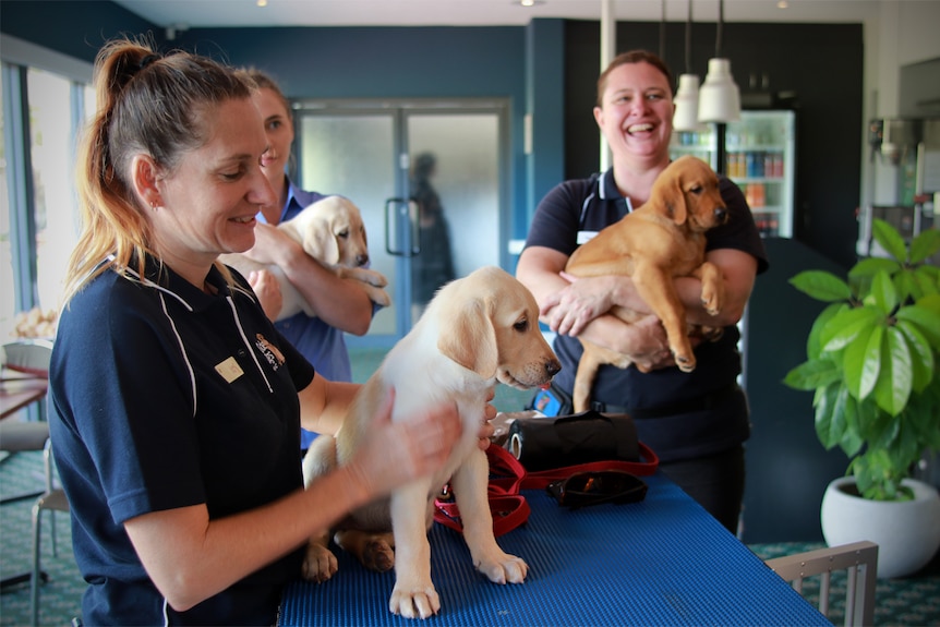 Guide dogs get cuddled and stand on a table with handlers from Guide Dogs NSW/ACT.