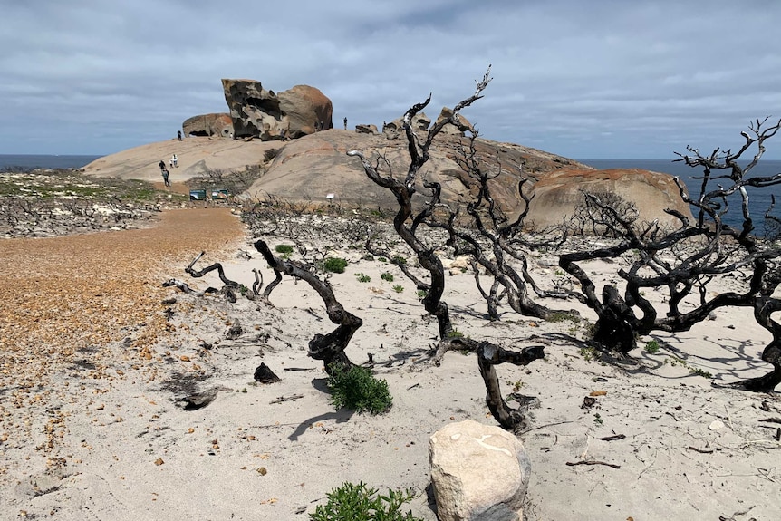 Bushfire-damaged trees in the foreground, and large rocks in front of the ocean in the background.