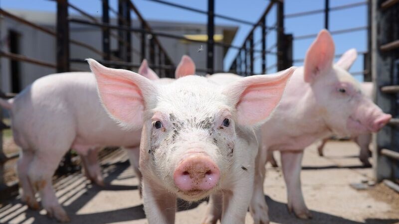 An eye-level image of piglets inside a pen.