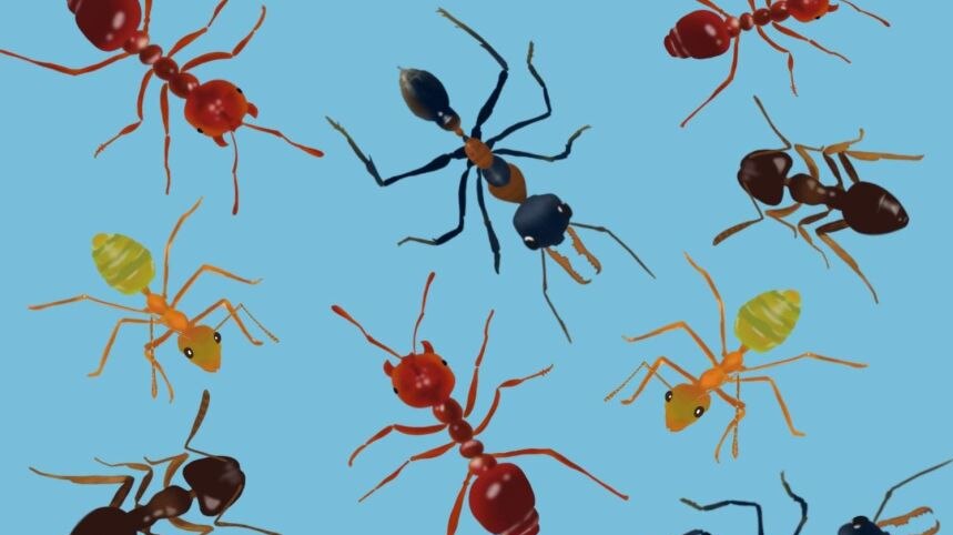 graphic of ants of different sizes and colours