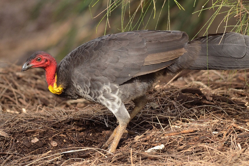 A brush turkey on its mound