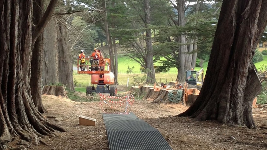 Trees being cut down at Soldiers Avenue at Port Arthur