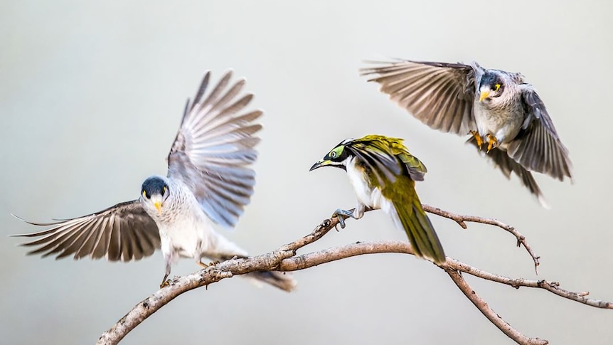 Three birds squabbling on a branch.