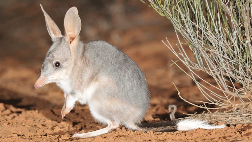 Bilbies are currently listed as endangered in Queensland