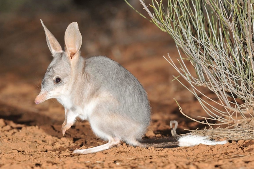 An endangered marsupial, the bilby