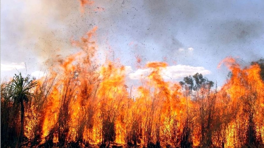 Four metre high gamba grass on fire in the Northern Territory.