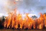 A grass field on fire.