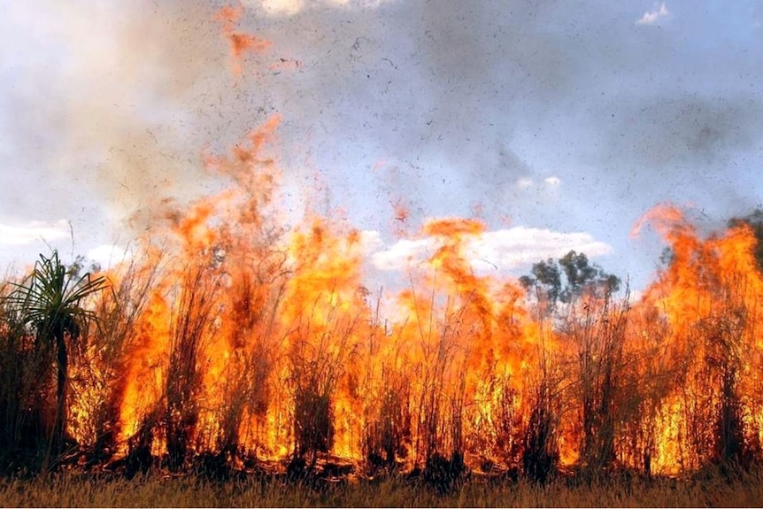Four metre high gamba grass on fire in the Northern Territory.