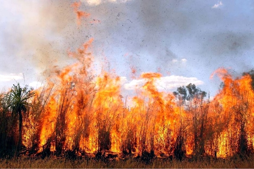 A field of gamba grass engulfed in tall hot flames