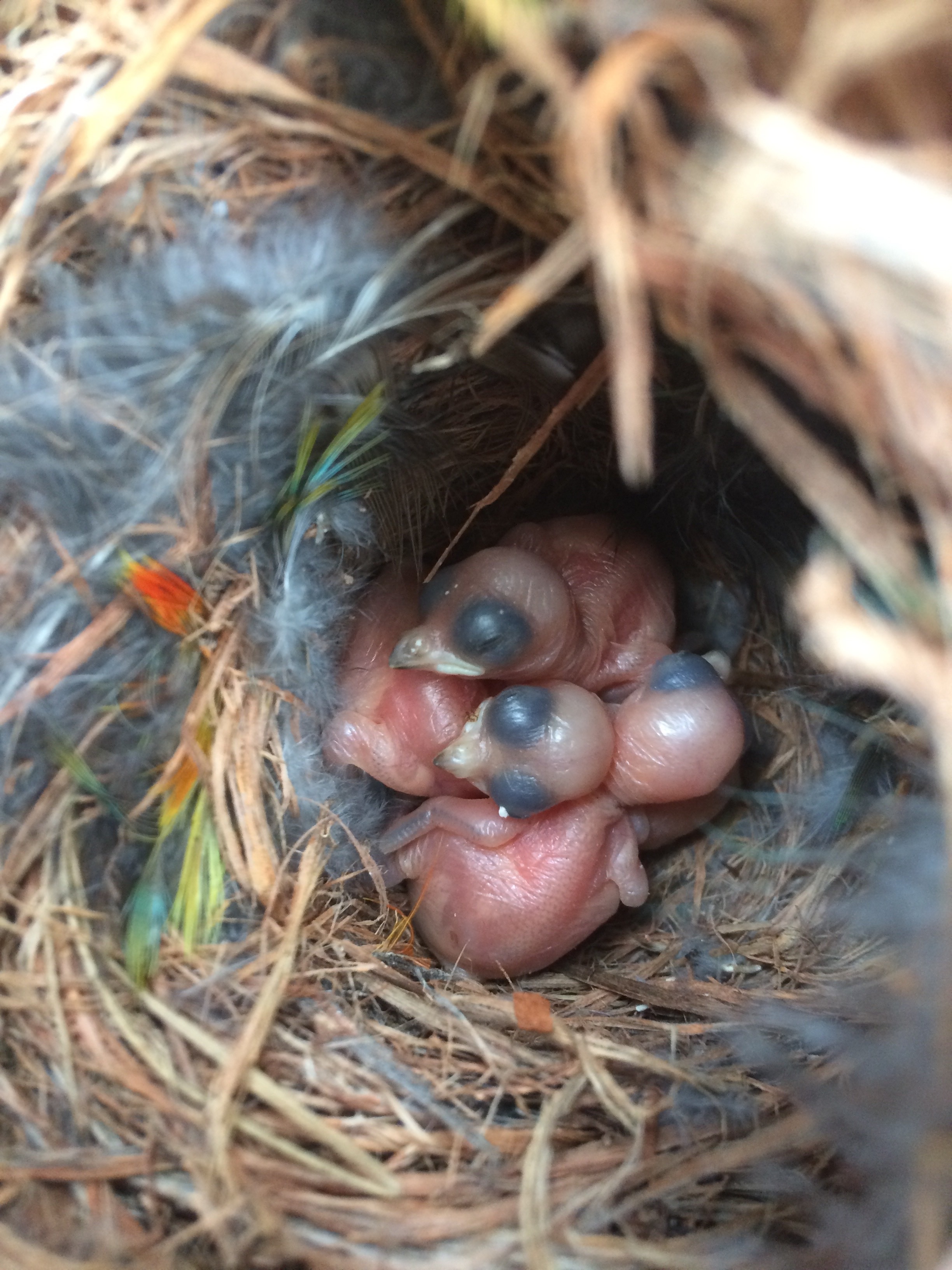 Cuarenta polluelos de pardalote calvos con manchas en un nido.