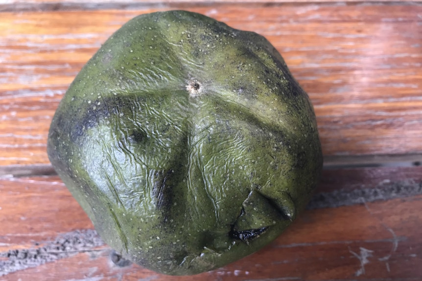 A bruised looking ripe black sapote.