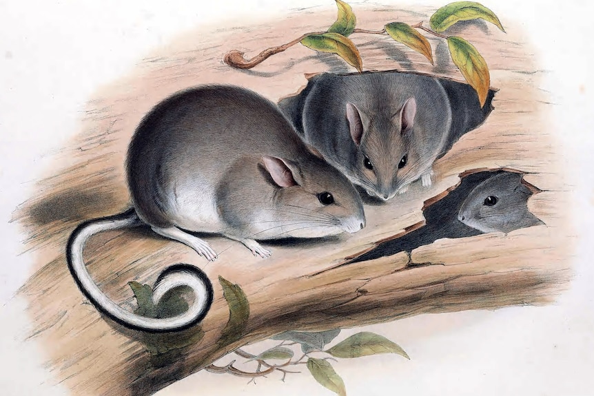 Illustration of the white-footed rabbit rat