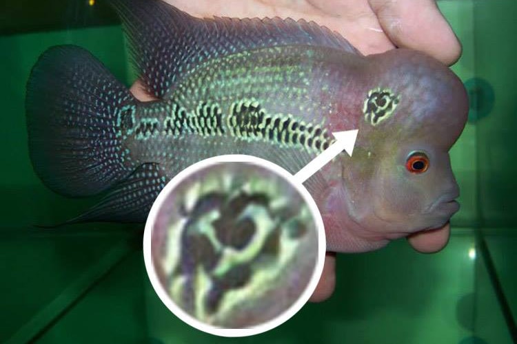 Doctored image of a fish with a hammer and sickle on its head.