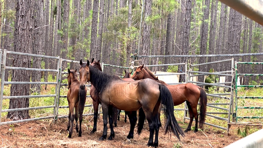 wild horses in a pen in a forest