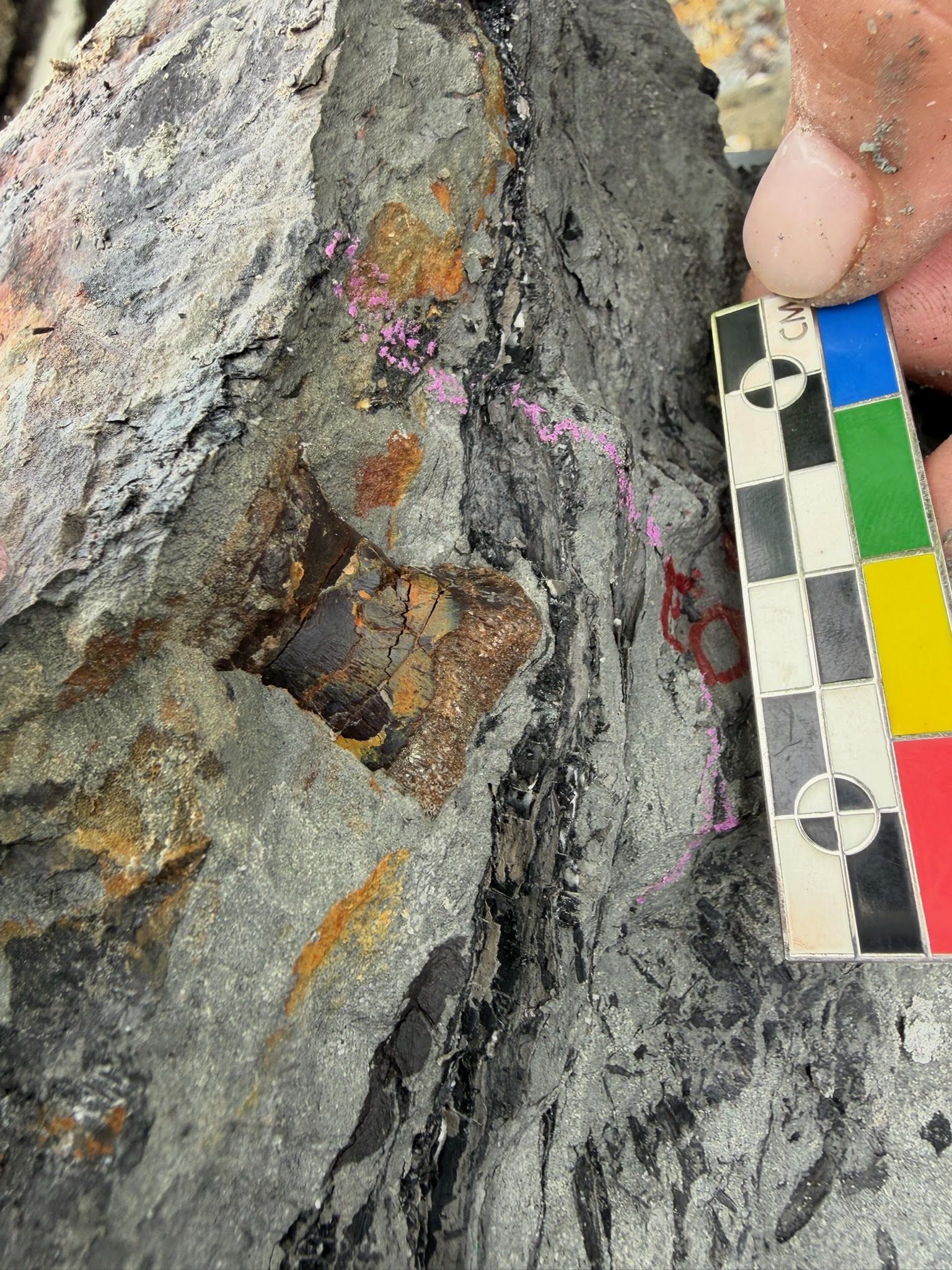 Imagen de una regla midiendo un fósil incrustado en una roca. 