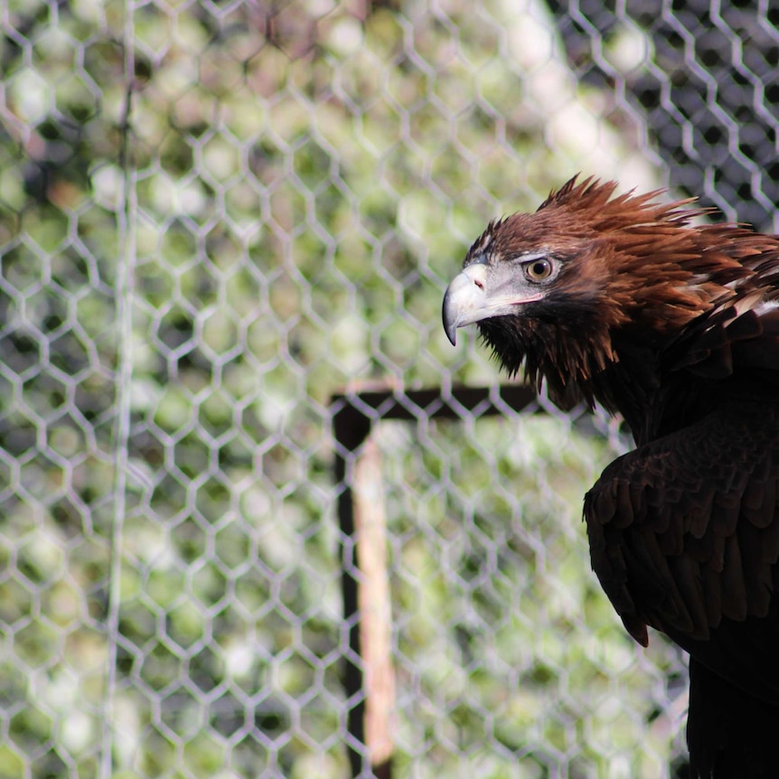 A young, male Wedge-tailed Eagle in a wired enclosure.