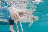 Small turtle being released by carer into water.