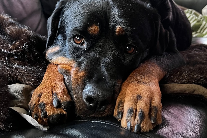 A rottweiler lying on a couch