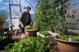a man looks at beans in a greenhouse.