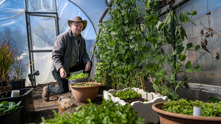 a man looks at beans in a greenhouse.
