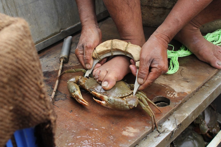 a man checks the size of a mud crab