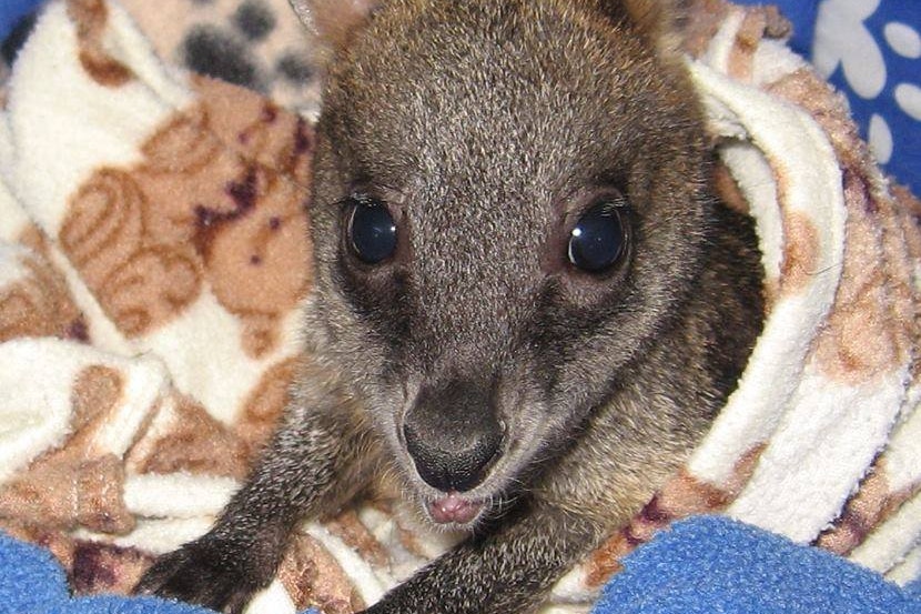 wallaby joey in a towel