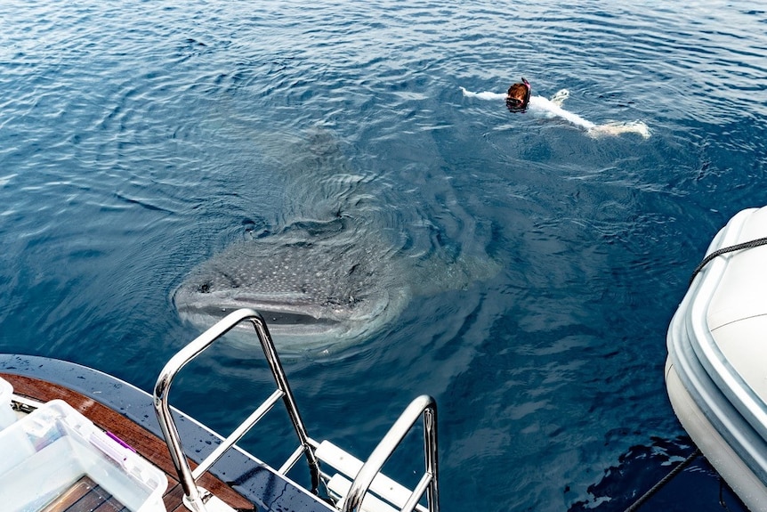 Dan swimming in the ocean with a manta ray.