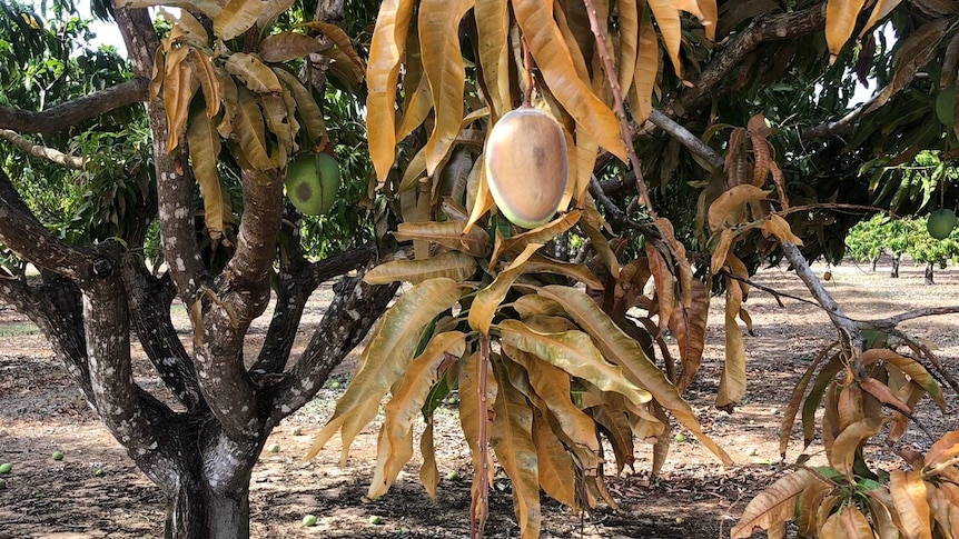 a mango tree burnt by fire