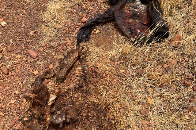Dirty black jumper lying on red dirt and gravel with carcass remains.