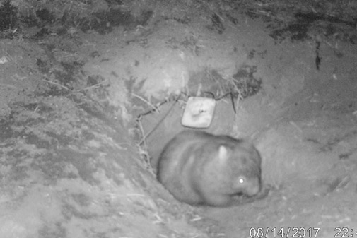 An infrared image of a wombat leaving its burrow.