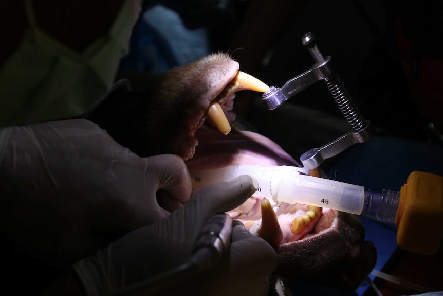 A close up of a bear's head with its mouth held open with a metal clamp in near darkness.